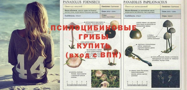 прущие грибы Верхнеуральск